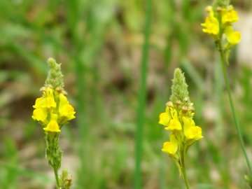 Scrophulariacea gialla - Linaria sp.